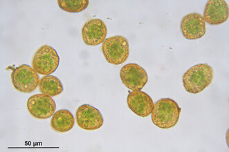 Sporen van een modern bladmos onder de microscoop