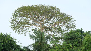 Kankantri, foto Bart de Dijn