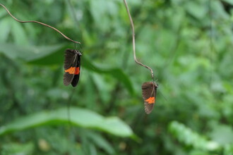 Helconius vlinders Suriname