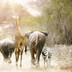Dieren op een pad in Kruger National Park, Zuid-Afrika