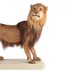 Kaapse leeuw uit collectie Naturalis